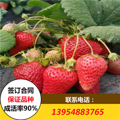 法兰地草莓苗价格 法兰地草莓苗批发