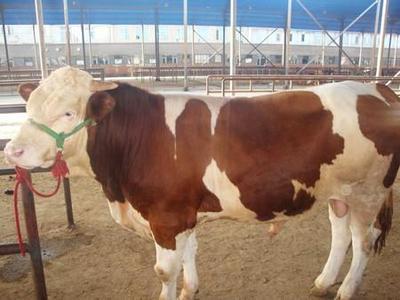 山东小牛犊多少钱一头山西肉牛养殖场行业