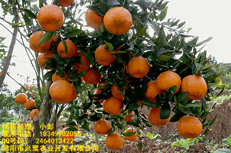 四川柑橘树苗批发,四川柑橘树苗出售,四川柑橘树苗供应