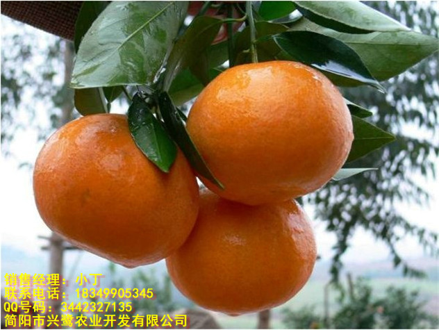 四川柑橘树苗批发,四川柑橘树苗求购,四川柑橘树苗出售