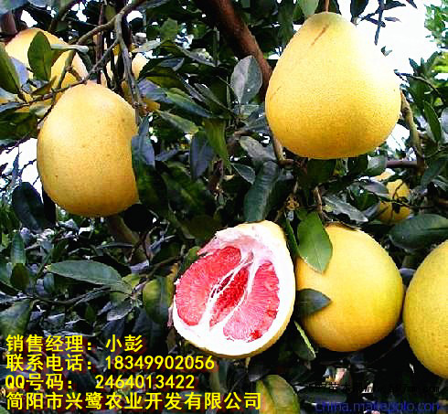 广西新品种柚子苗出售,广西新品种柚子苗厂家,广西新品种柚子苗价格