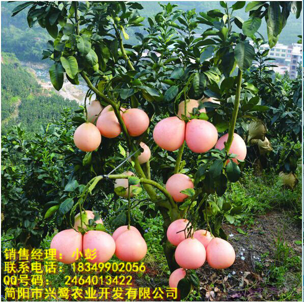 贵州柚子树苗管理,贵州柚子树苗厂家,贵州柚子树苗价格