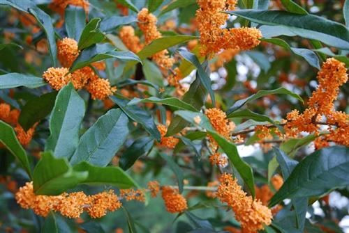 东至县桂花苗,桂香源,桂花苗销售