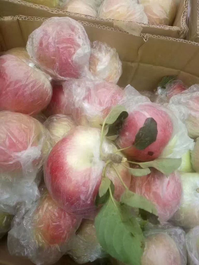 山东苹果种植基地,苹果市场批发