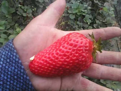 草莓苗木基地批发哪家