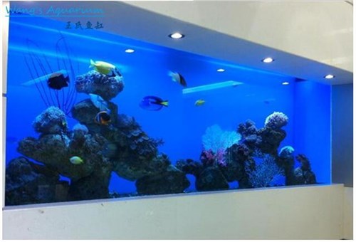 上海小型观赏鱼缸价格/厂家直销小型观赏鱼缸环保安全/ 道永供