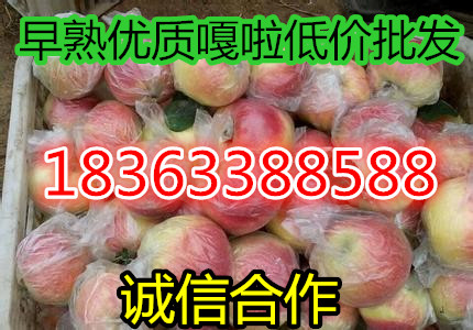 山东苹果产地早熟精品嘎啦美八苹果特价批发直销