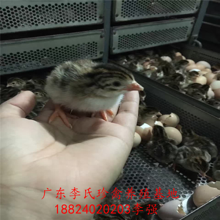 广东李氏珍禽厂家直销珍珠鸡苗