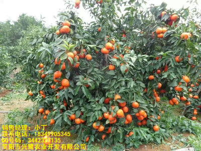 西藏柑橘树苗基地,西藏柑橘树苗嫁接,西藏柑橘树苗价格