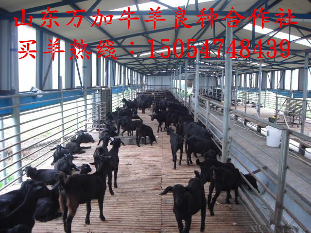 汕尾肉牛养殖场