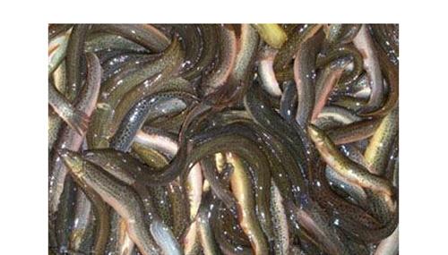 武汉泥鳅养殖培训技术|泥鳅养殖培训技术|嘉诚特种泥鳅