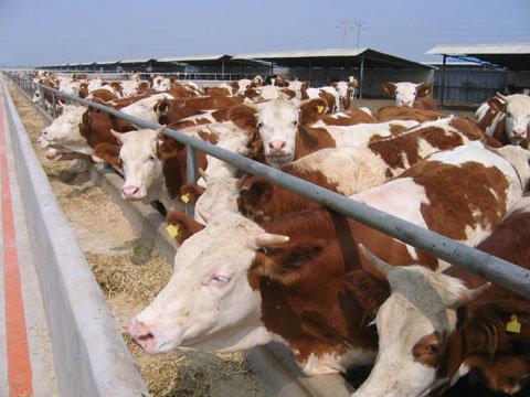 河南郑州养殖基地供应优质肉牛