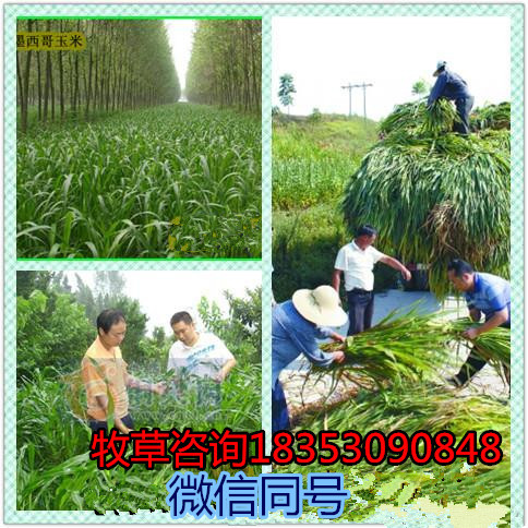 江西省九江大力士甜高粱批发养牛牧草品种