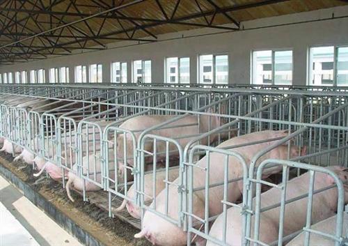 珠海母猪产床|山东猪八戒|母猪产床的价格