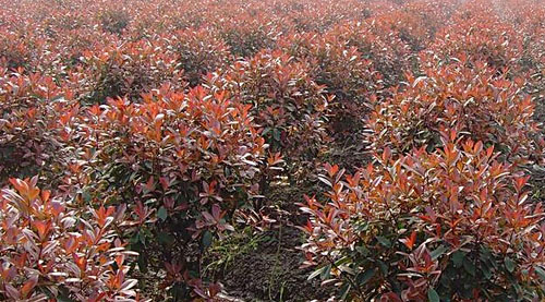 上海红叶石楠球苗圃直销价格,规格全,品质优良