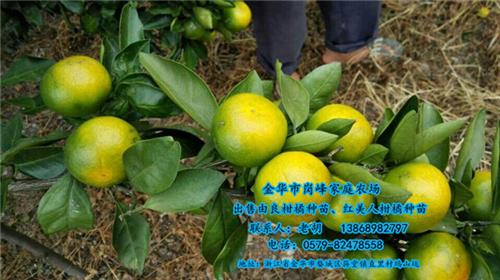 岗峰农场值得信赖|浙江由良柑橘种苗|由良柑橘
