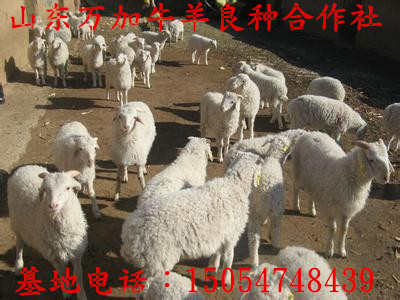 湘西黄牛养殖场