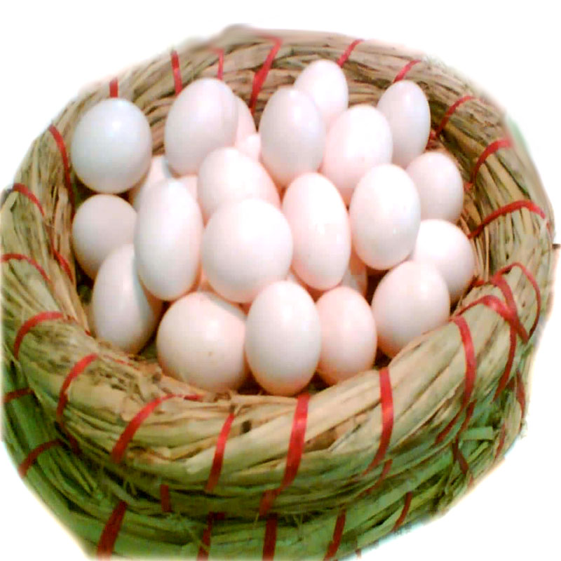 出售鸽子蛋/新鲜的鸽子蛋价格/鸽子蛋批发