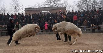济宁山东哪里有斗羊供应量大从优