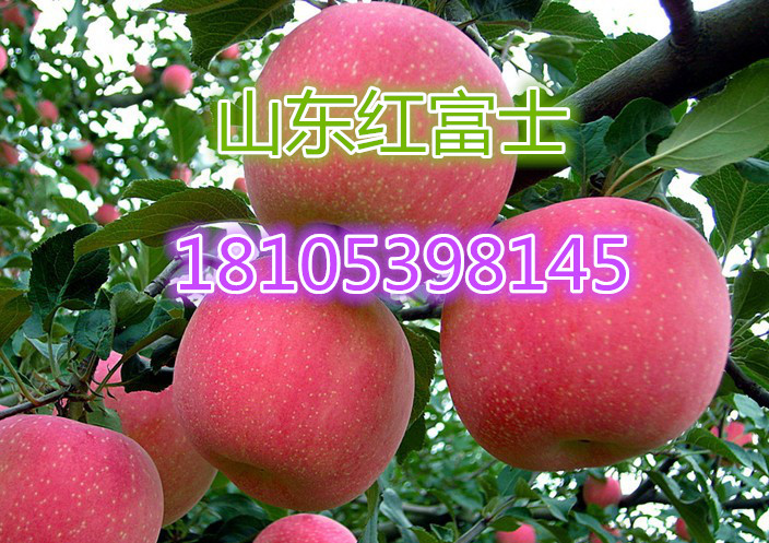 红富士苹果价格|红富士苹果产地|红富士苹果各地价格