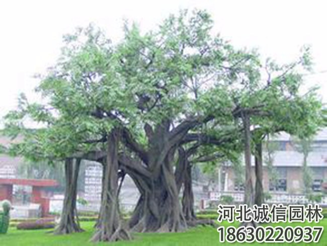 秦皇岛塑山塑树、萌轩景观、塑山塑树怎么制作
