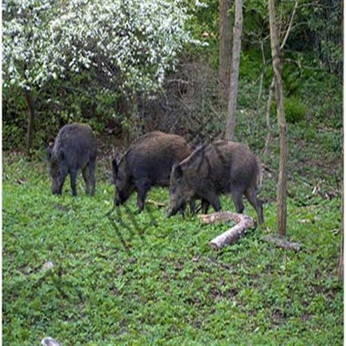 买野猪就选飞阳,野猪,河北野猪养殖基地