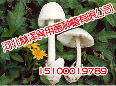 邯郸草菇,邯郸草菇种植基地,林泽食用菌