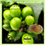 长沙博蓝绿咖啡豆提取物供应行业领先