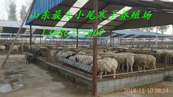 山东济宁规模化小尾寒羊养殖场