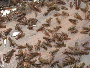 泰兴哪里有龙虾苗养殖基地泰兴龙虾苗现在多少钱一斤一亩地需要投放多少龙虾苗