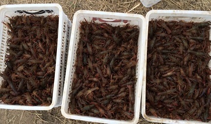 江西抚州哪里有龙虾苗养殖基地抚州龙虾苗现在多少钱一斤