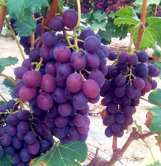 新品种早熟葡萄苗什么品种好 致葡萄种植户的推荐信