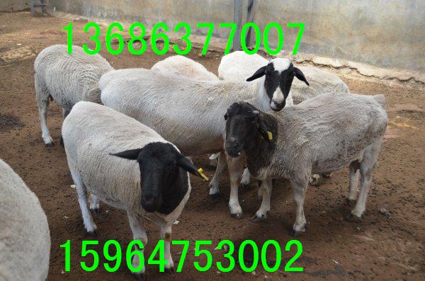 供应养羊技术杜泊羊市场价格黑头杜泊羊多少钱一只