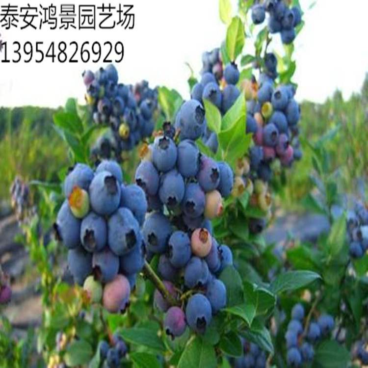 品种:蓝莓苗 蓝莓树苗