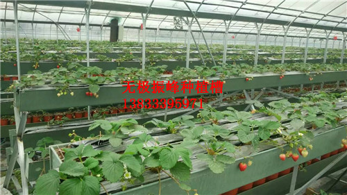 河北草莓立体式种植槽