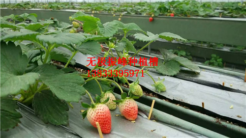 大棚草莓种植槽生产厂家