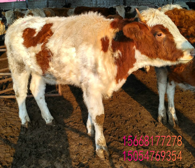 泰安直销纯种鲁西黄牛小牛犊养殖技术改良黄牛犊价格