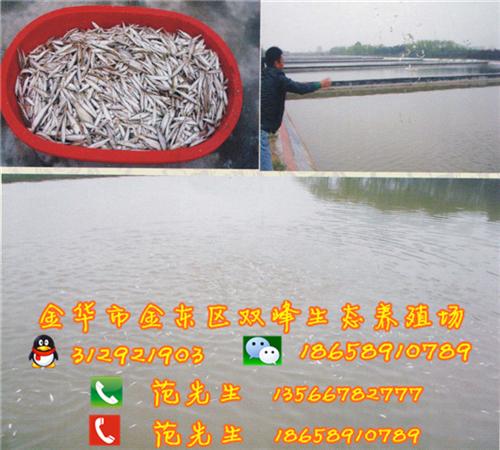上海生态甲鱼、双峰生态甲鱼厂家直供、生态甲鱼价格