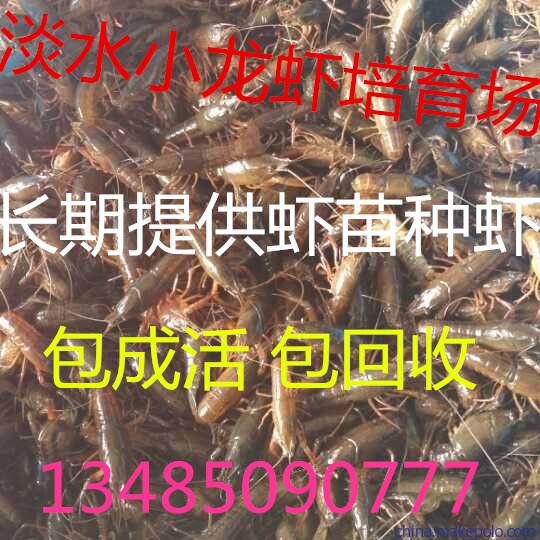 龙虾苗多少钱一斤 哪里有龙虾苗批发 龙虾苗培育基地