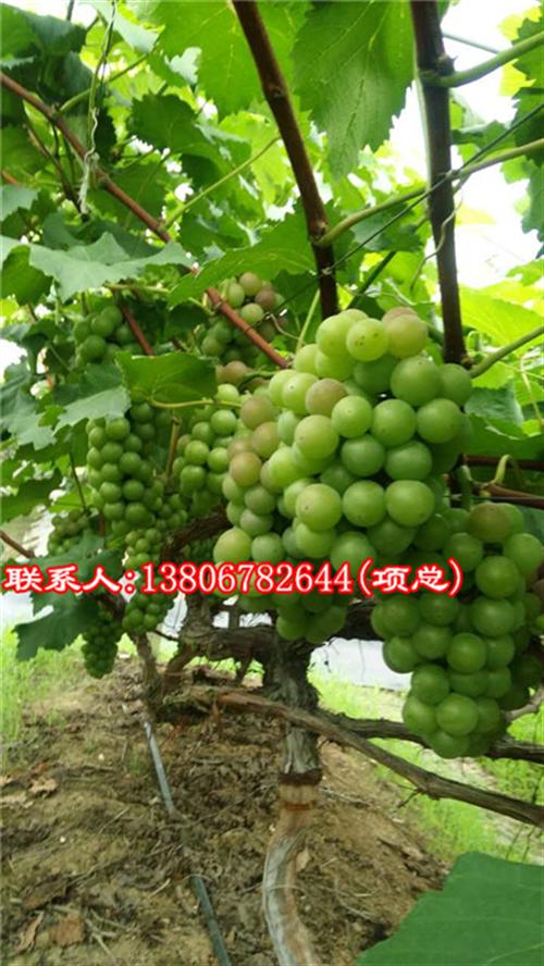 葡萄品种,金华葡萄,根明葡萄专业合作社(多图)