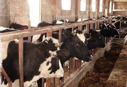急售奶牛,肉牛,黑白花,肉牛各品种牛