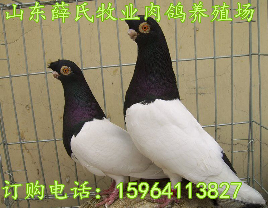 青岛观赏鸽养殖场