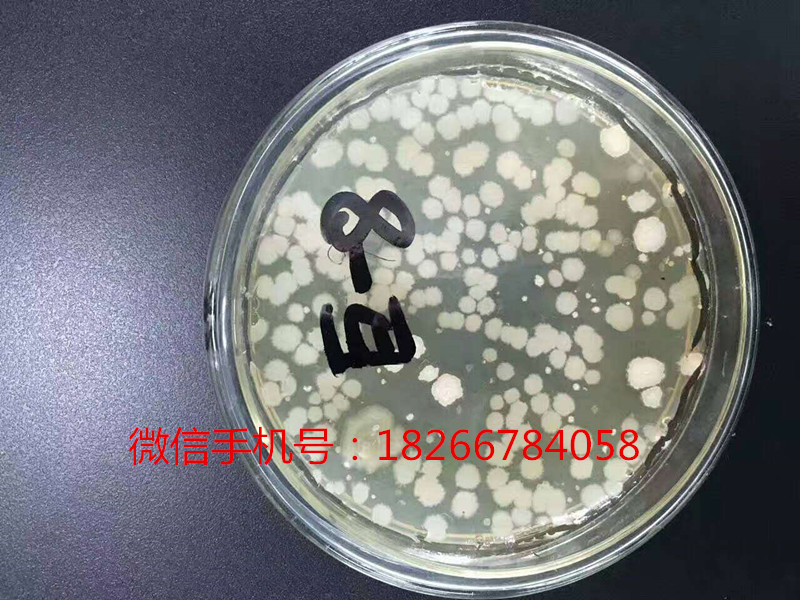 地衣芽孢杆菌-养鱼养虾水产专用微生物菌类