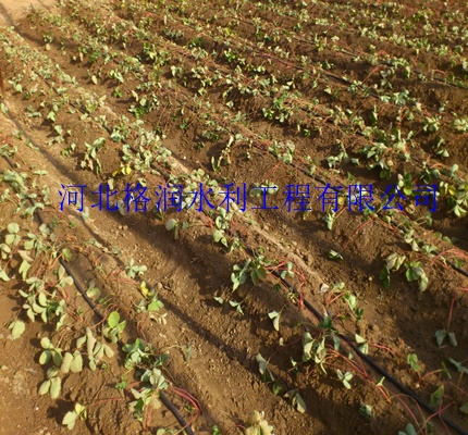 大棚蔬菜滴灌管太谷县滴灌管安装使用