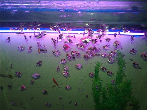 上海亚克力鱼缸定制|上海亚克力鱼缸|万龙玻璃(查看)
