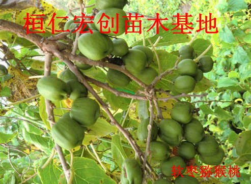 软枣猕猴桃小苗、软枣猕猴桃基地、辽宁软枣猕猴桃
