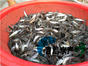 广州塘虱鱼种苗价格