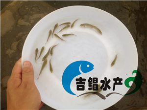 广州塘虱鱼种苗养殖