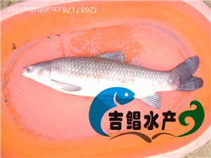  广州青鱼苗养殖技术