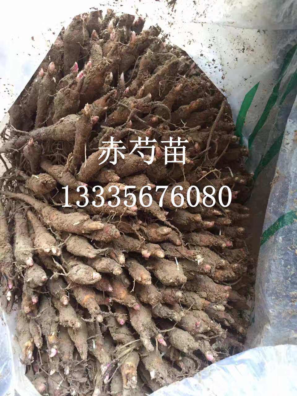 亳州赤芍种苗供应商 